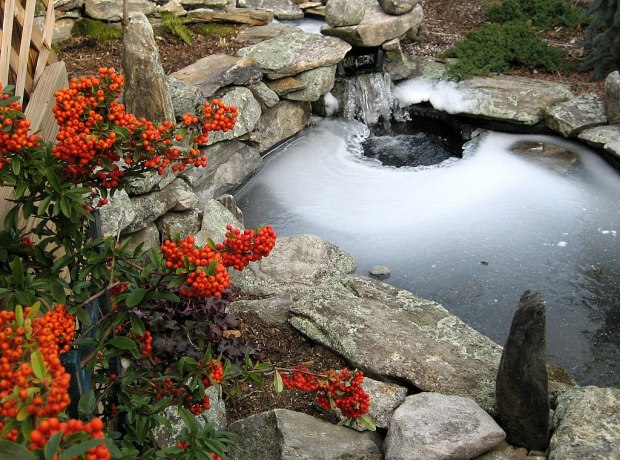 A water garden shouldn't freeze solid or the fish and other inhabitants will die. (Wikimedia Commons)