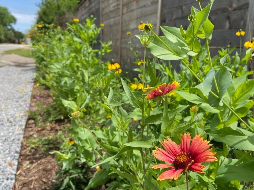 flowers in a butterfly garden