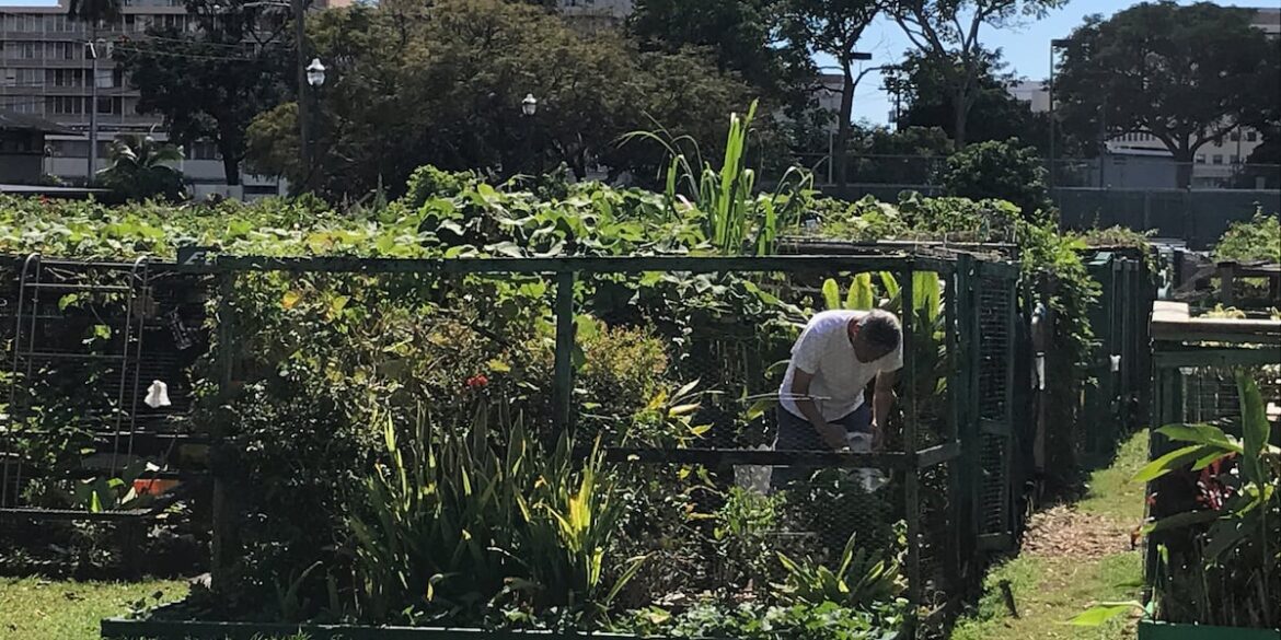 Honolulu community gardening program celebrates 50 years