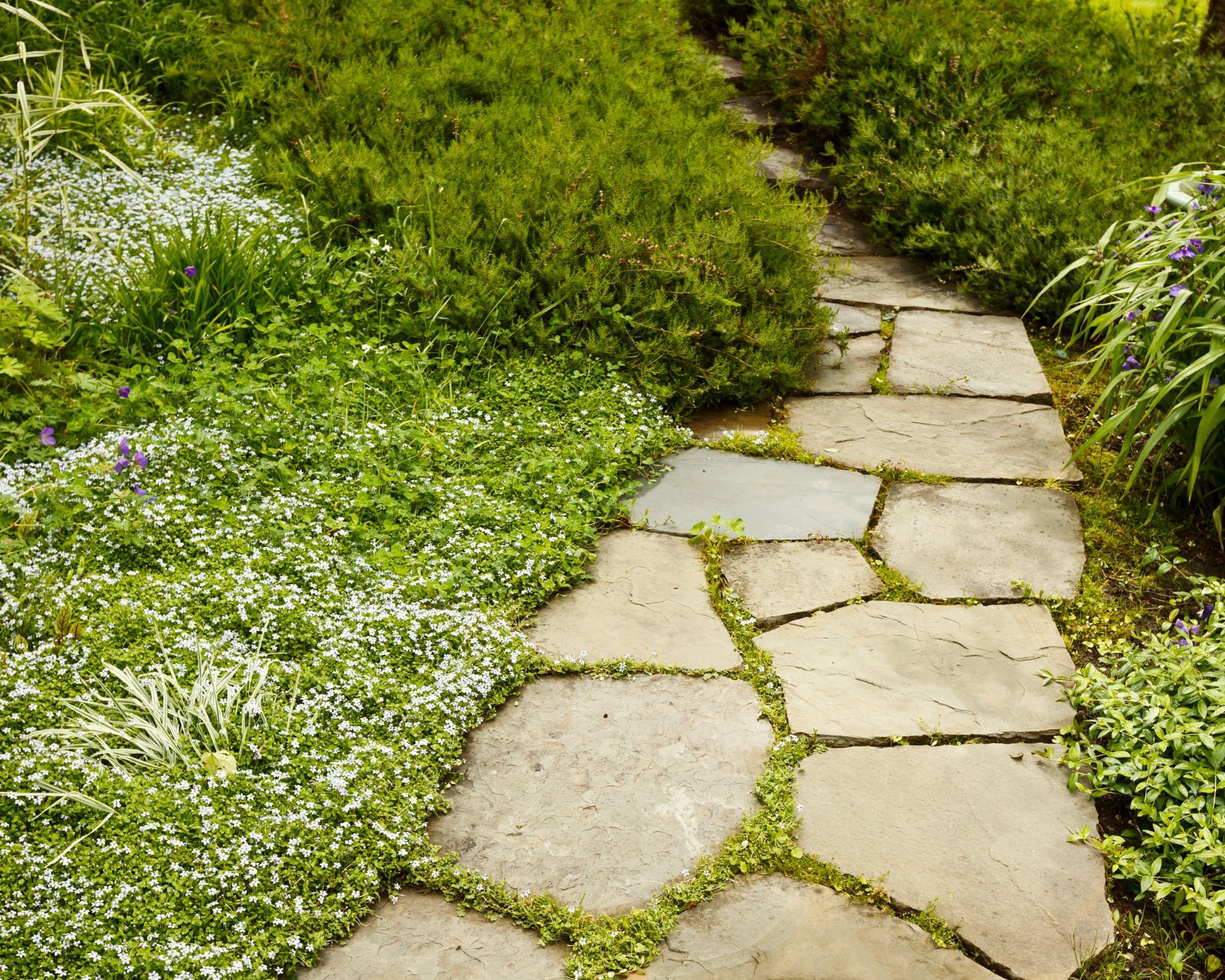 A crazy paving pathway through a garden