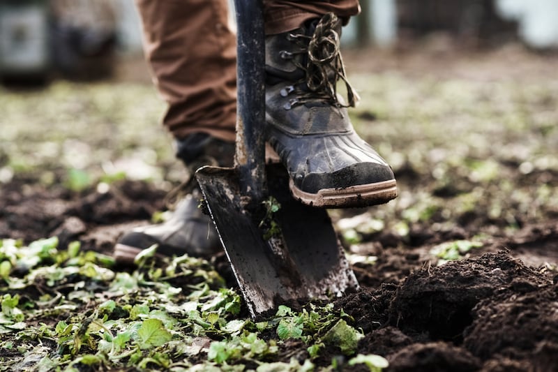 Growing plants from seed is just one way to enjoy early autumn’s bounty. Photograph: Getty Images