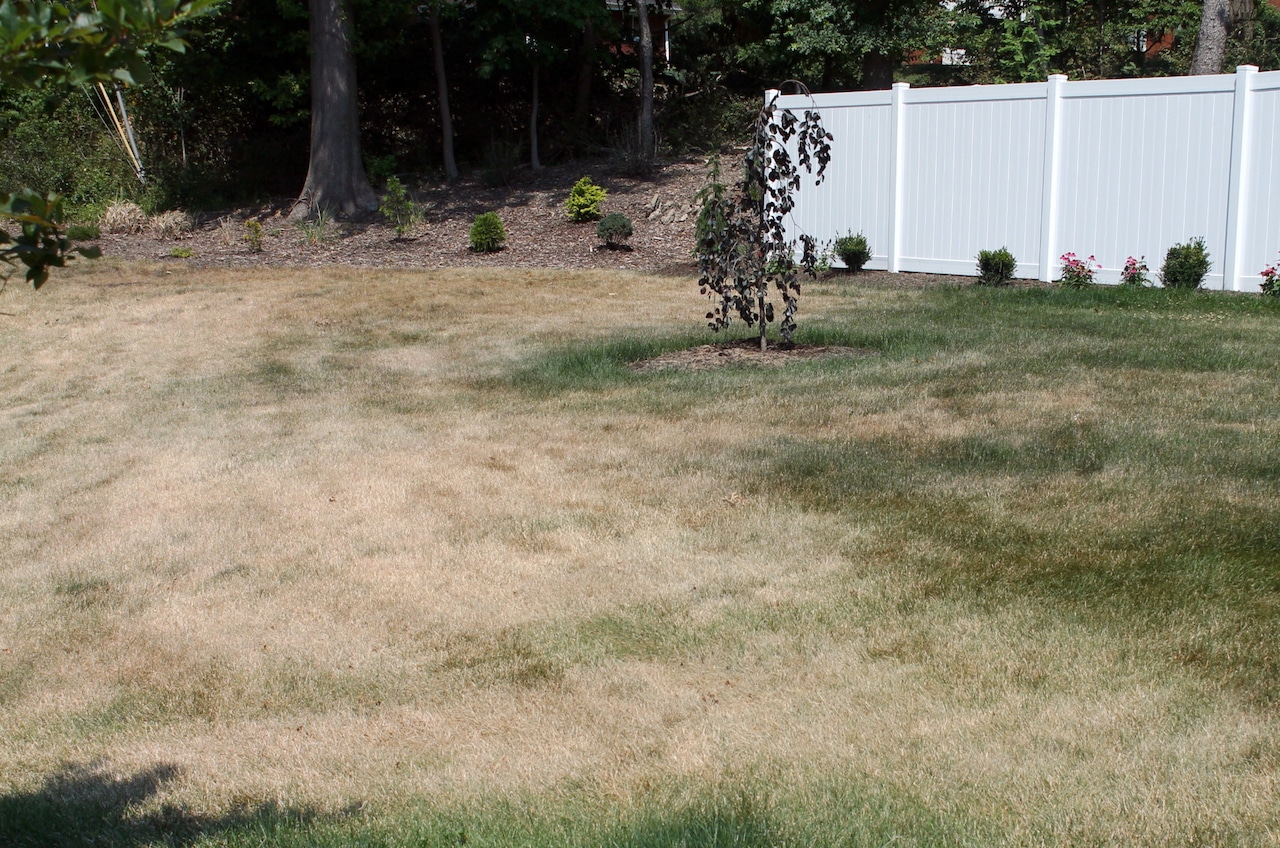 Lawns heading for trouble