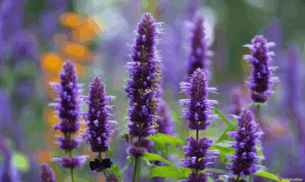 Glamorgan Star Newspaper