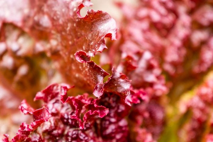 Red leaves lettuce macro in the summer garden