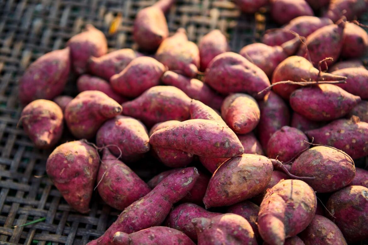 How to Grow Sweet Potatoes Indoors How to Grow Sweet Potatoes Indoors