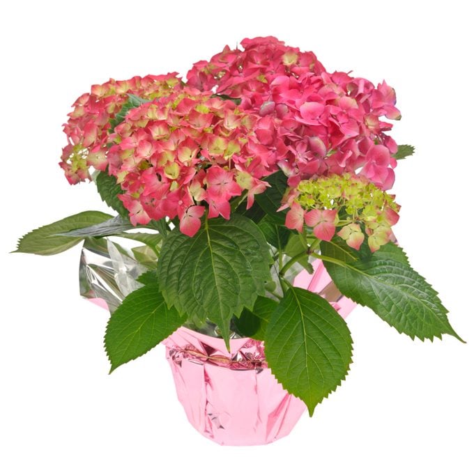 Potted Pink Hydrangea Flowers Bouquet, Green Leaves, White Background