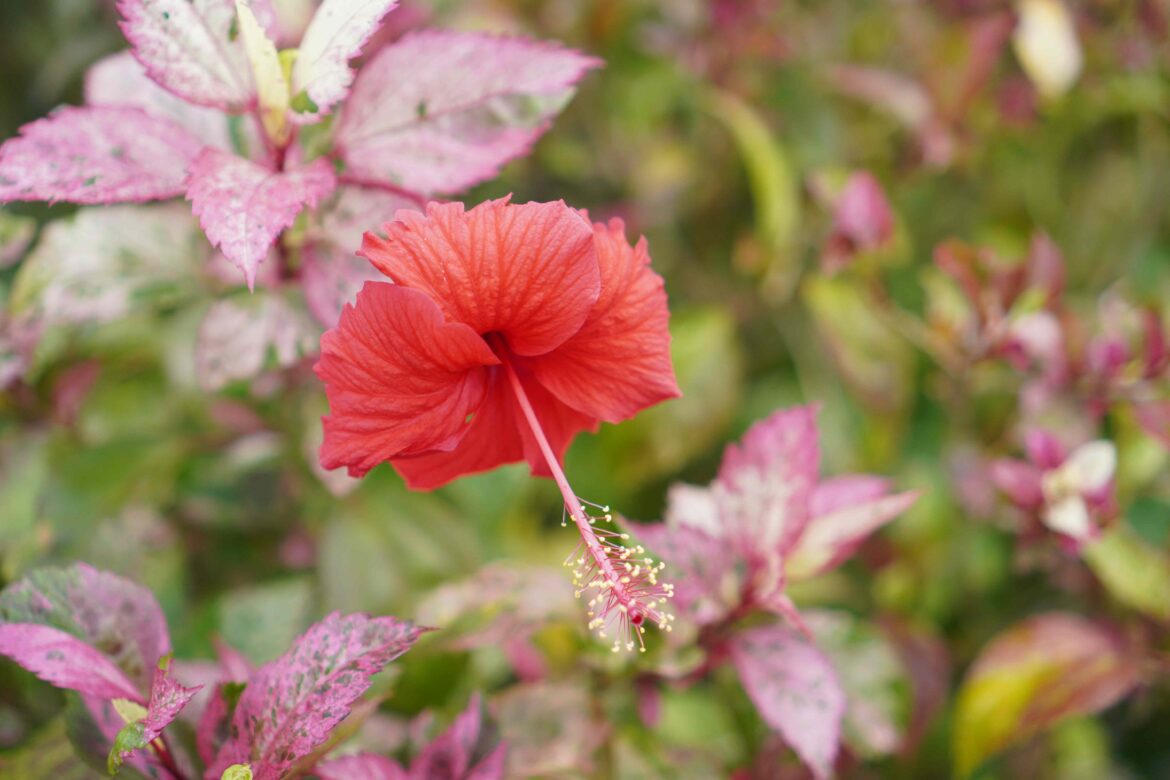 How to Care for Hibiscus in Fall