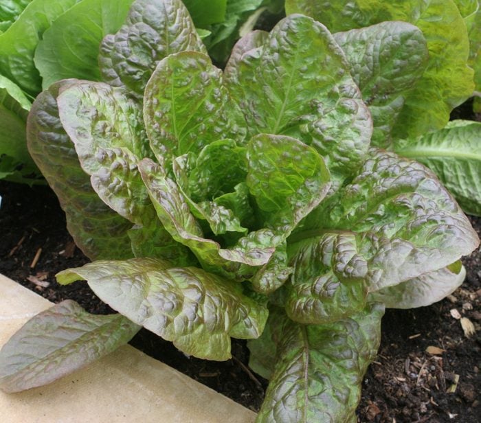 lettuce merville de four seasons single