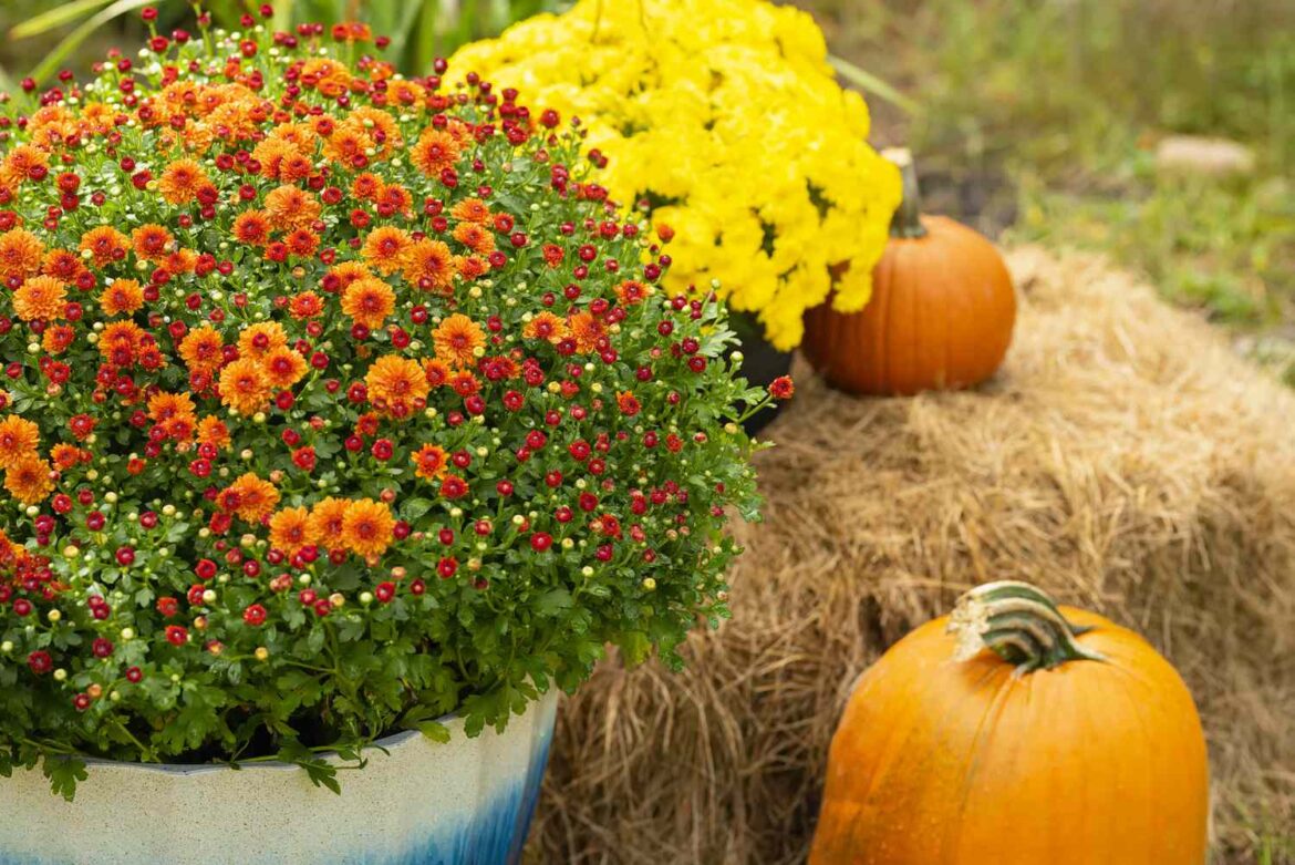 5 Places You Should Never Plant Mums, Experts Say