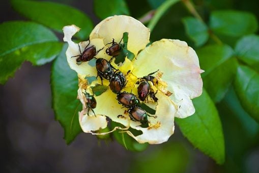 Closeup of Japanese beetles.