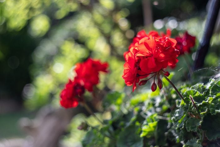 Vibrant Red Geranium Flowers