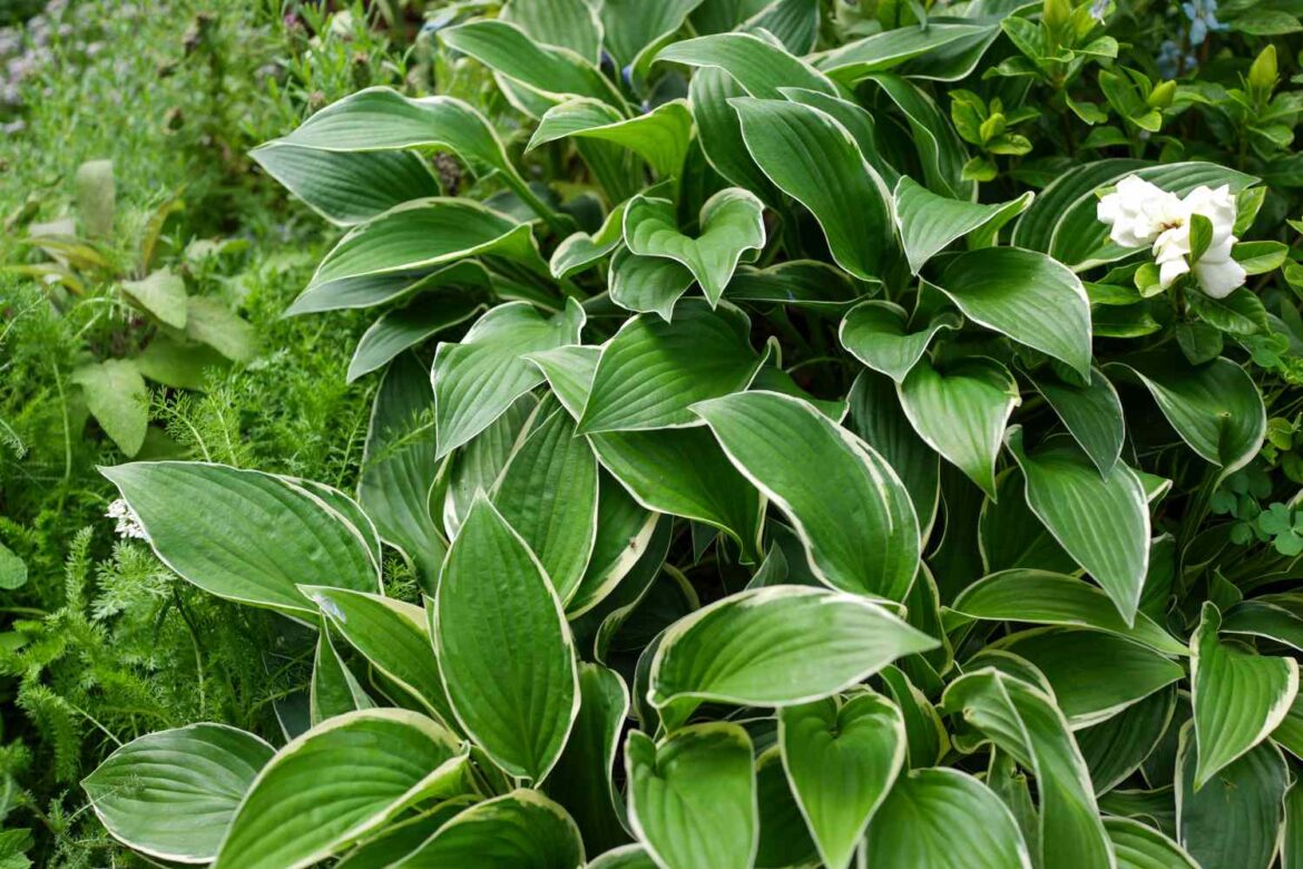 How to Divide Hostas for Lush, Healthy Plants How to Divide Hostas for Lush, Healthy Plants