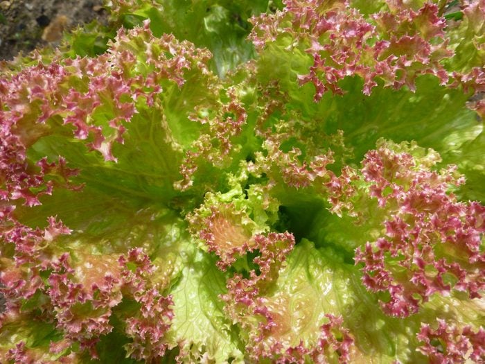 Red Lollo lettuce, types of lettuce