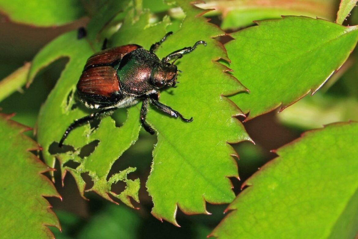 10 Plants That Japanese Beetles Don’t Like