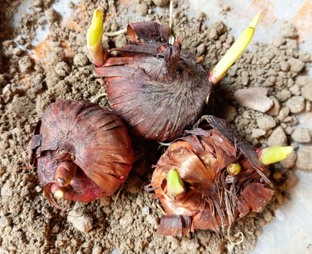 Gladiolus corms can be stored and replanted in the spring. (Wikimedia Commons)