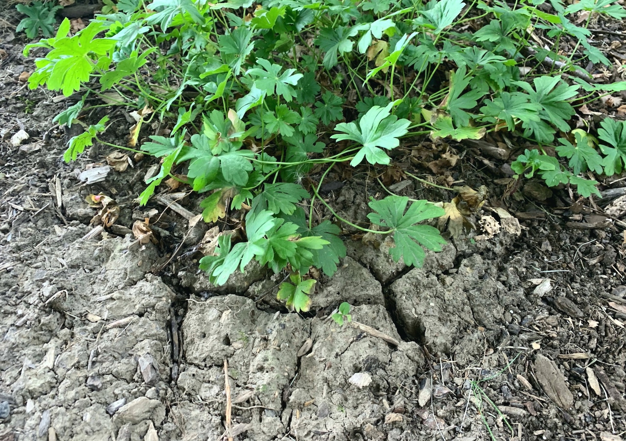 Concrete-like soil