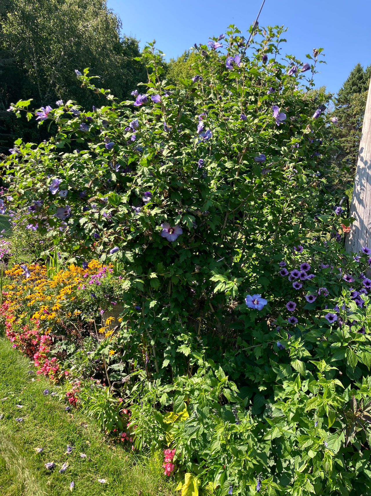 Best Flower Garden