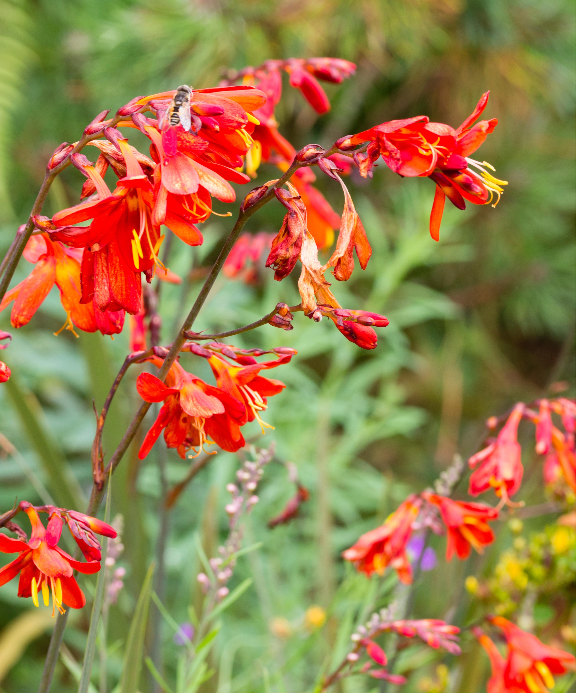Crocosmia 'Saracen&rsquo;