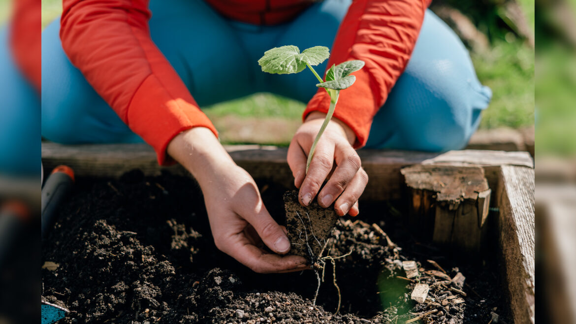 Five autumn plants perfect to put in your garden the first day of Fall as they grow even better than in Spring