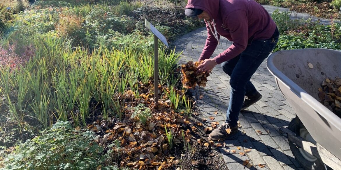 now is the time to put those plants to bed!