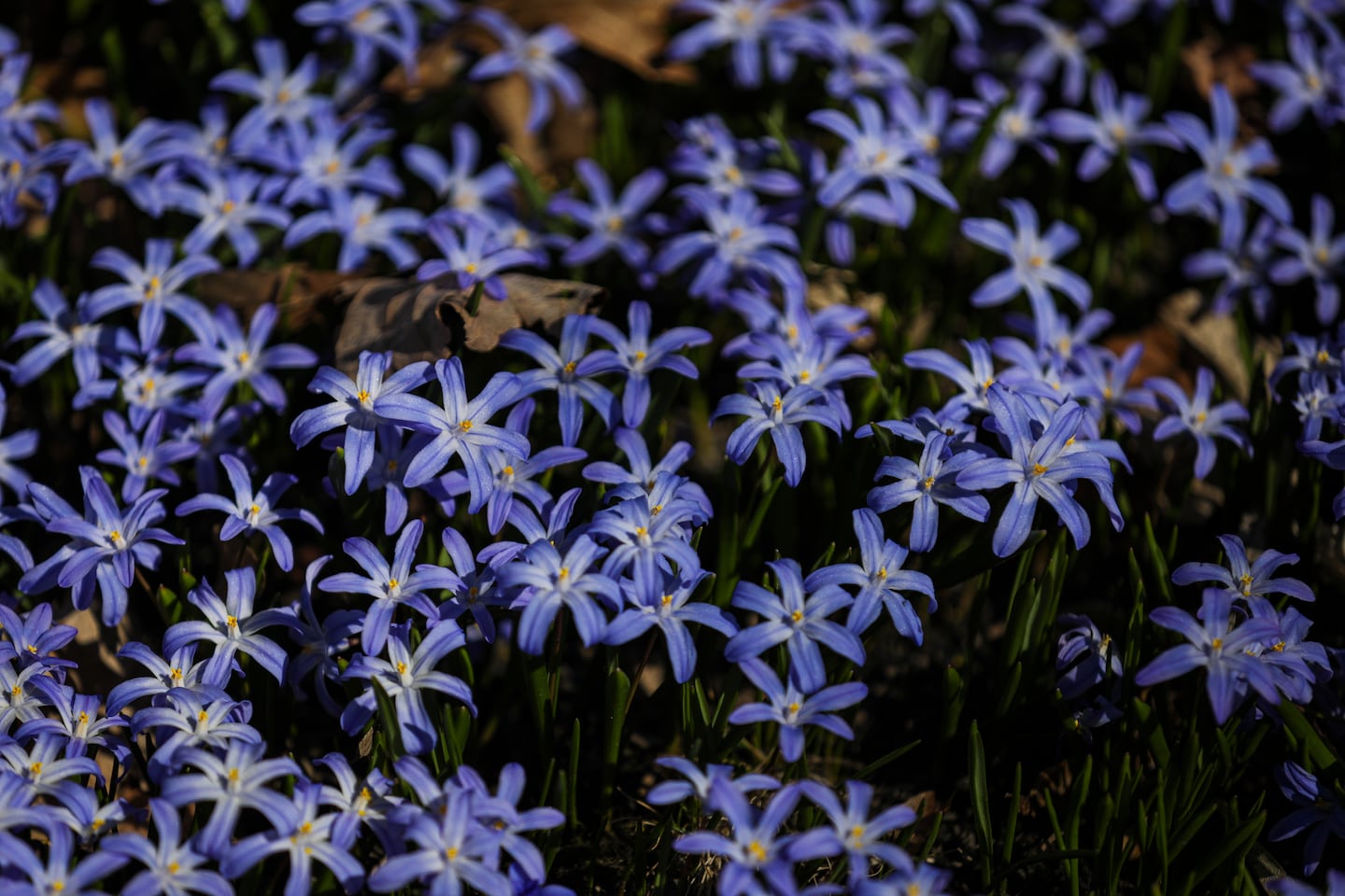 Glory-of-the-snow bulbs bloom.