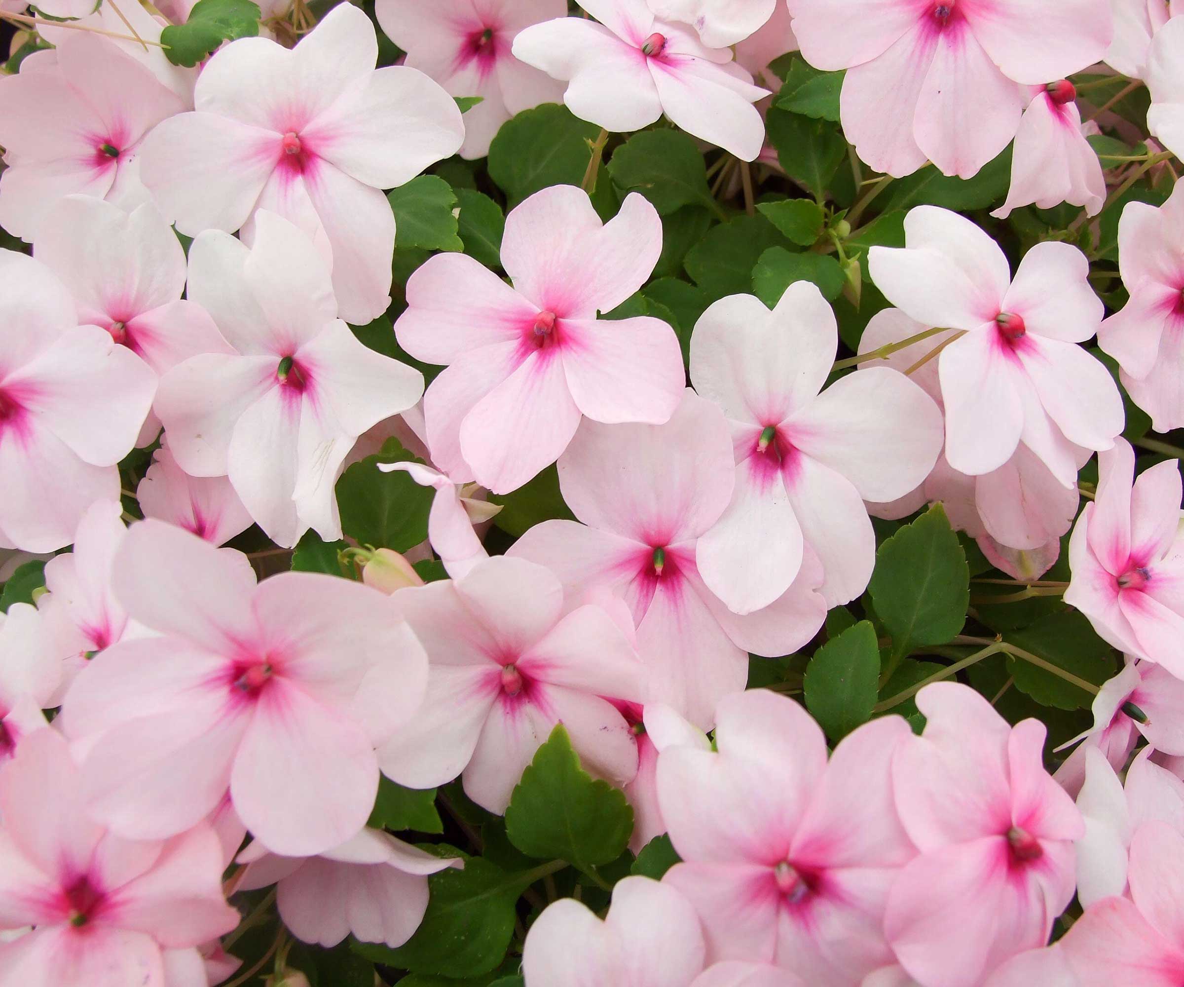 pink impatiens flowers