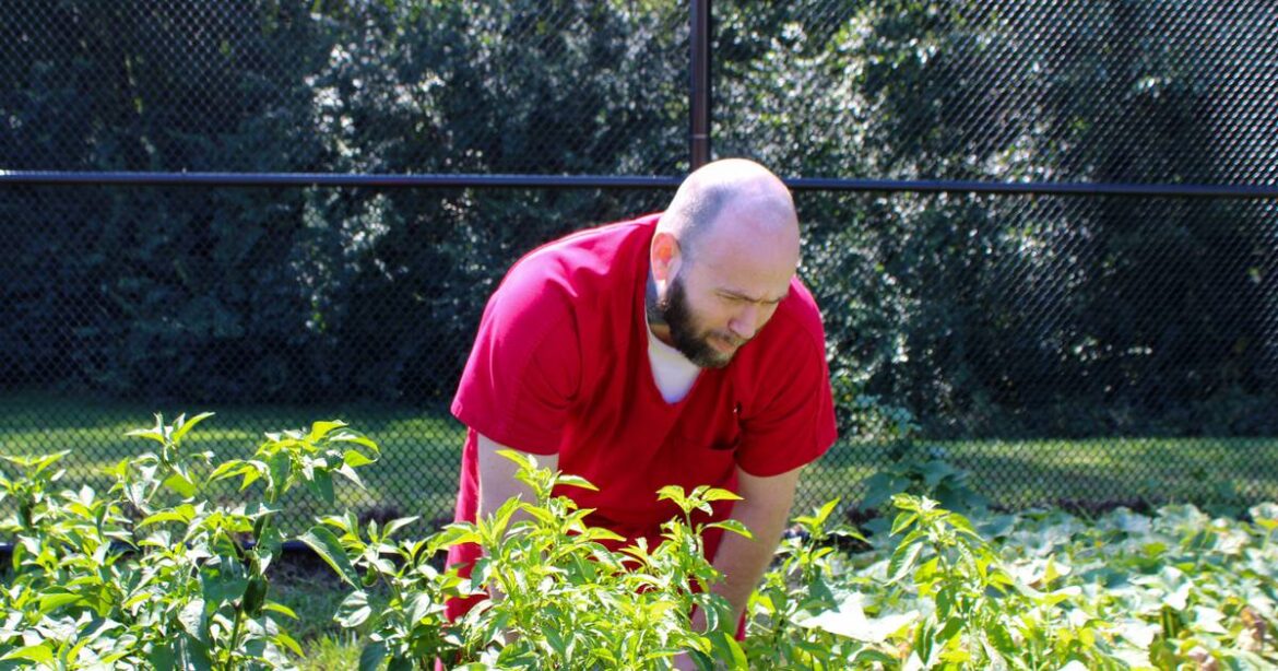 Master Gardeners bring ‘Tomato Troubles’ workshop to La Salle County Jail – Shaw Local