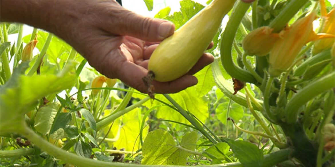 Cold temps to threaten tender garden plants Cold temps to threaten tender garden plants