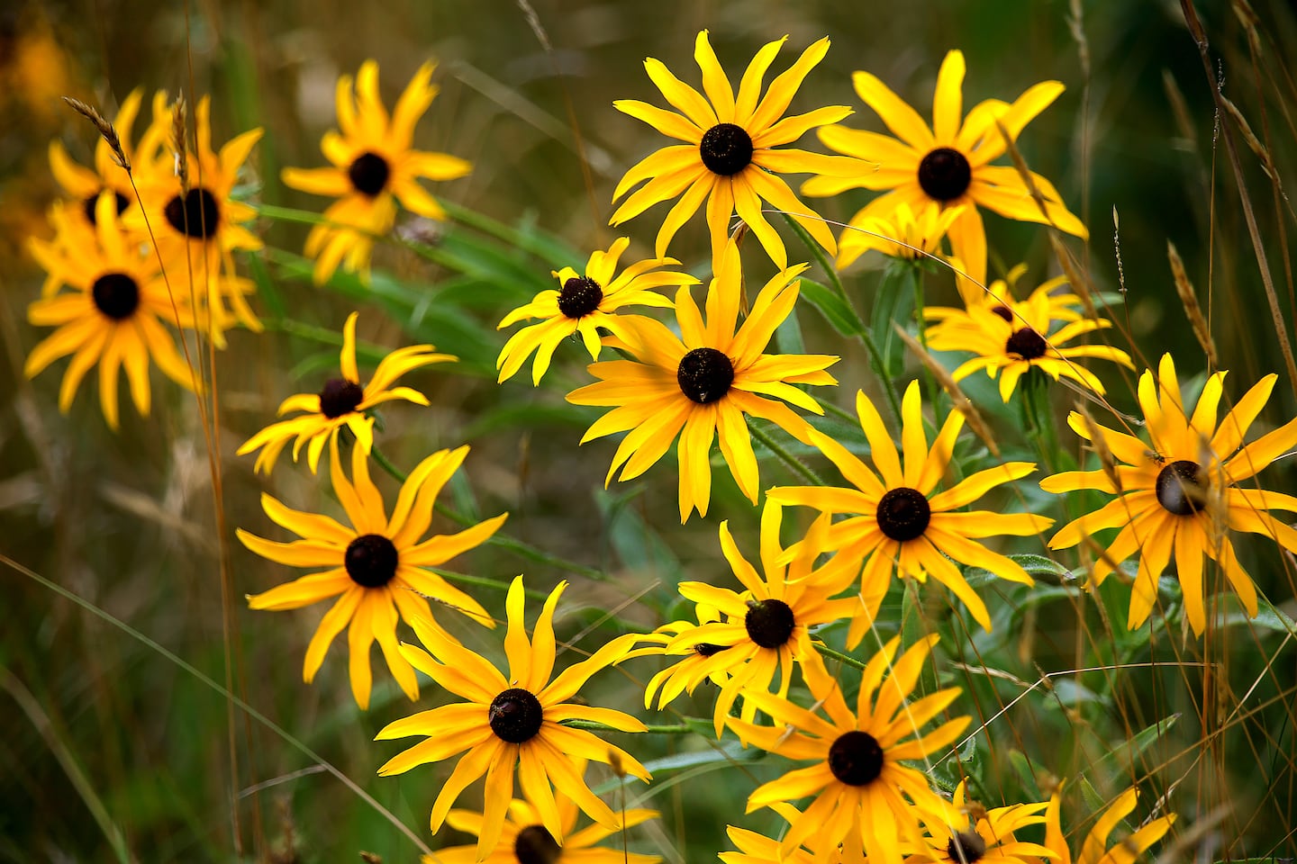 Black-eyed-Susans line a field in Hingham.