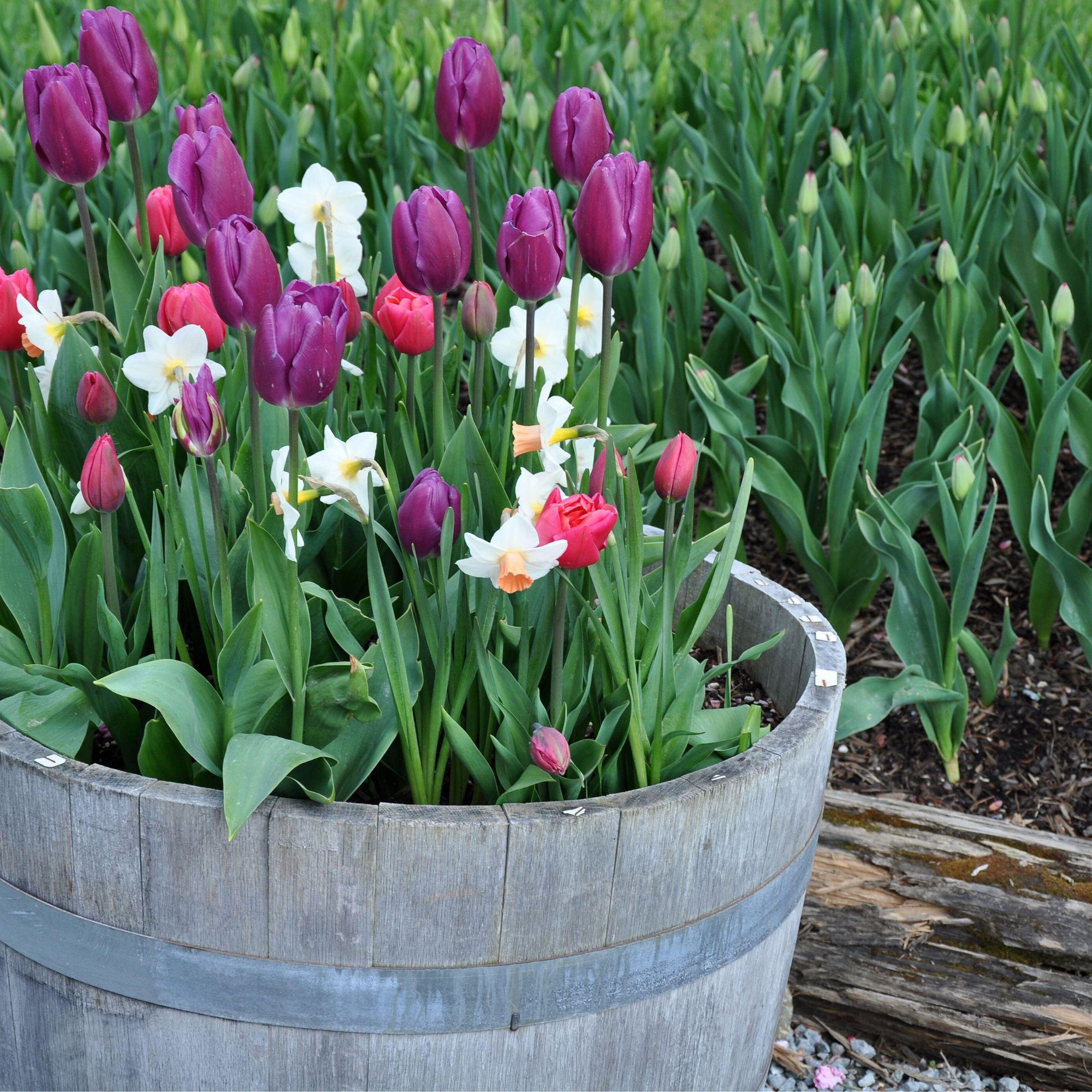 tulips and daffodils in wooden planter