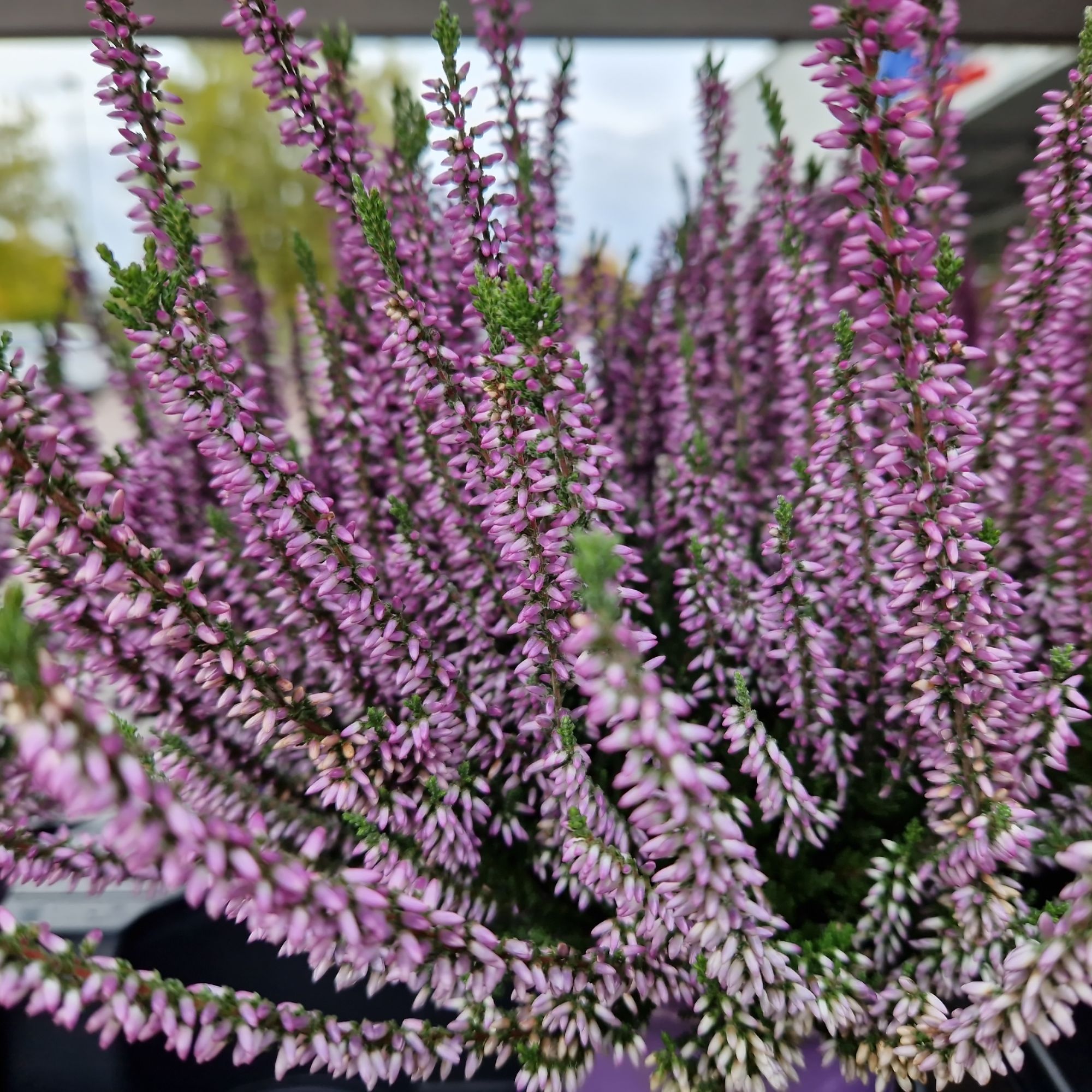 Winter heather growing in garden