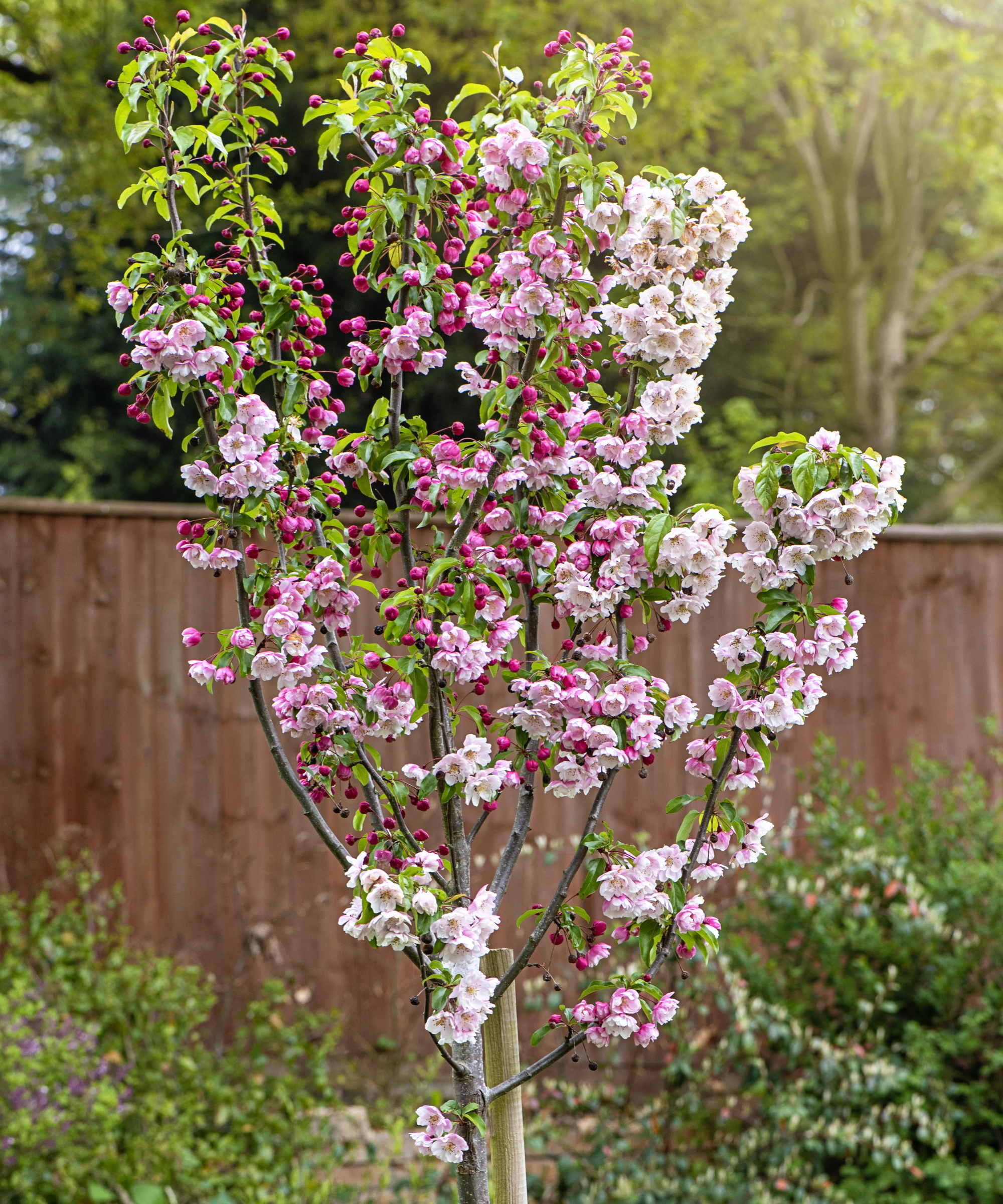 Flowering dogwood tree
