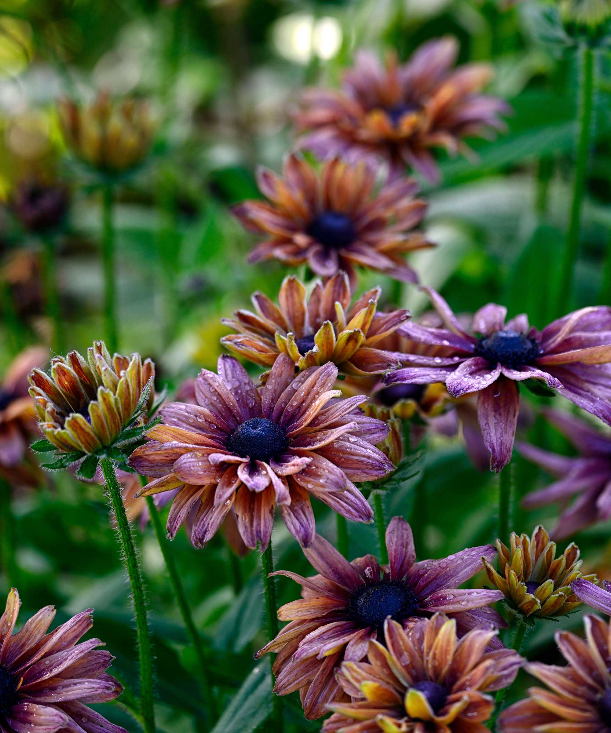 Rudbeckia hirta 'Sahara'