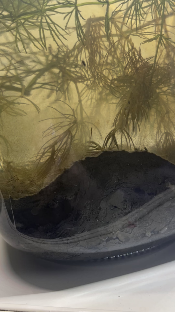 Here’s a worm poopin