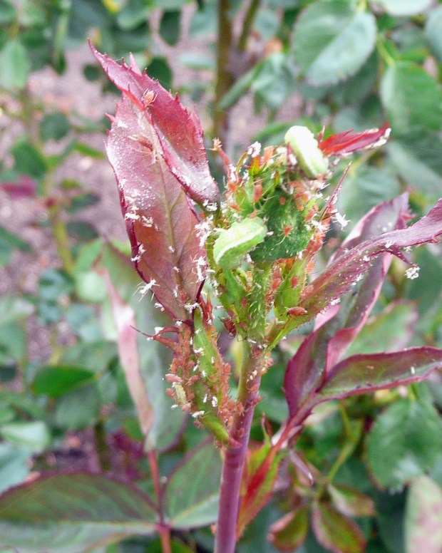 Syrphid fly larvae are voracious predators of aphids. (Photo by...