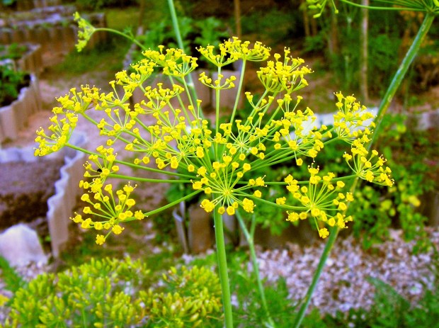 Dill (Anethum graveolens) is one of many flowering plants in...