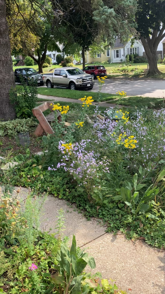 Asters and goldenrod in peak bloom and buzzing with life!