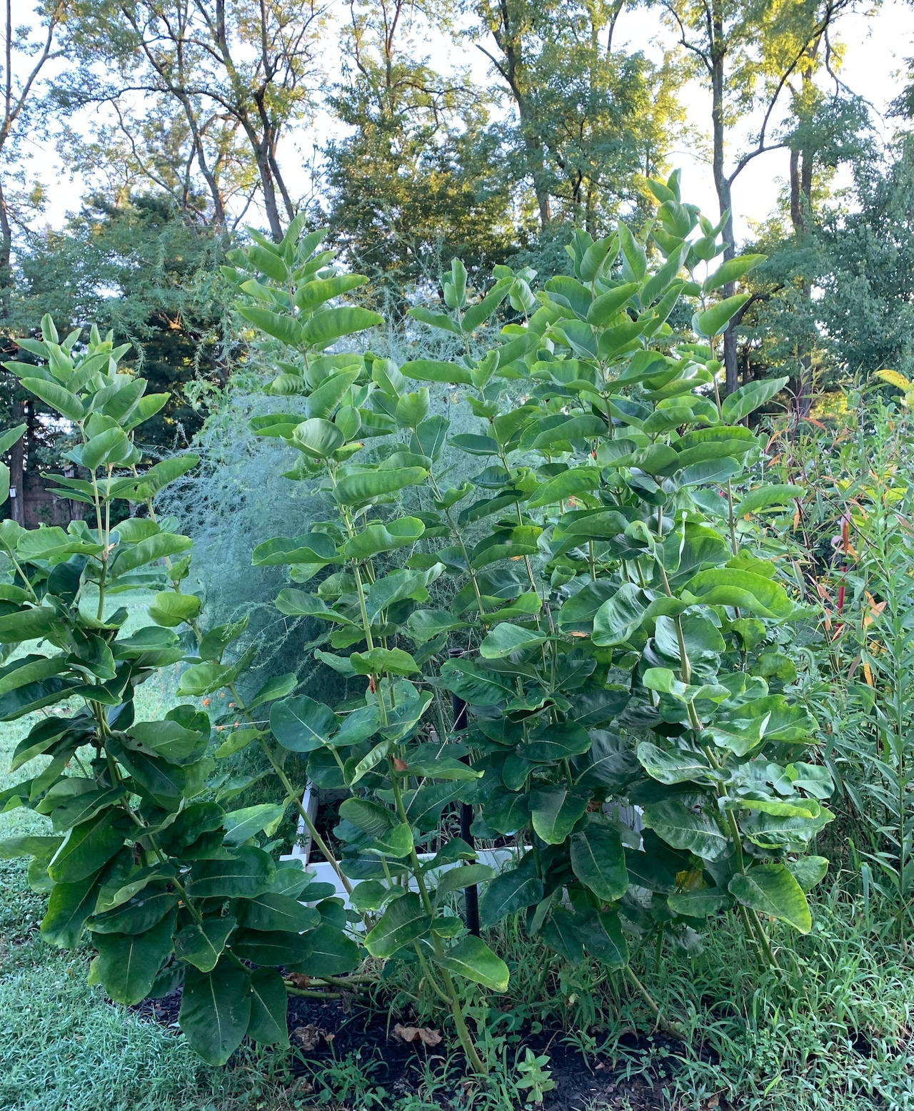 When are aggressive native plants a good idea for your Northeast Ohio garden?