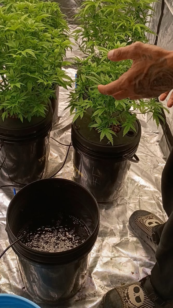 First dwc how do they look?