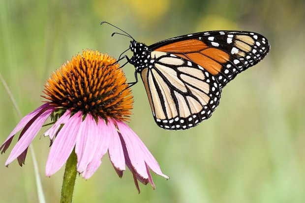A monarch butterfly feeds on purple coneflower. (Wikimedia Commons)