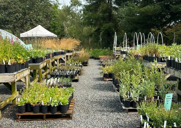 Plants are lined up for CNPS North Coast Chapter's fall native plant sale in 2024. (CNPS photo)