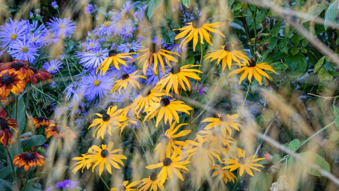 These flowers are the stars of the traditional cottage garden in autumn