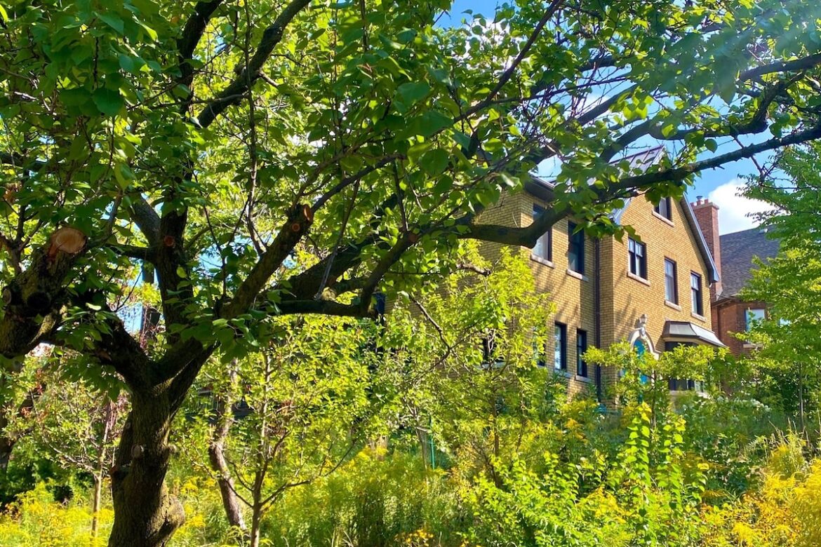 Six tips for a climate-friendly garden