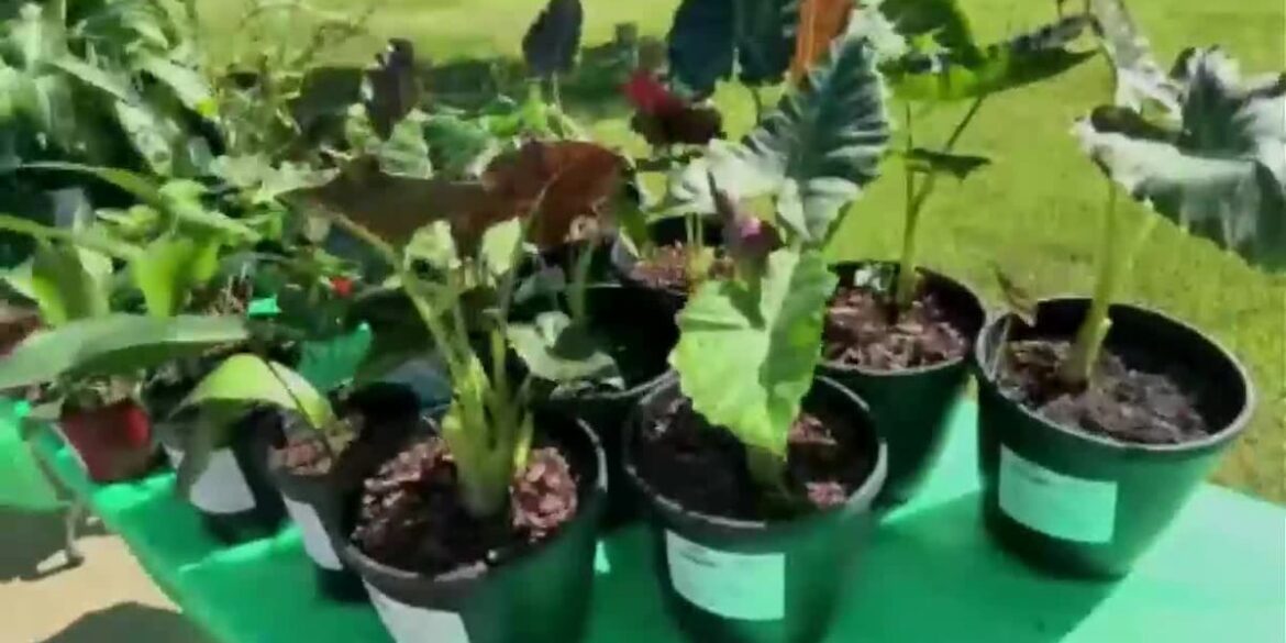 Gregg County master gardeners prep for annual plant sale Gregg County master gardeners prep for annual plant sale
