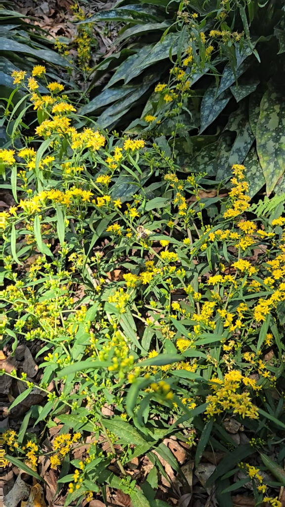 shade-tolerant goldenrod