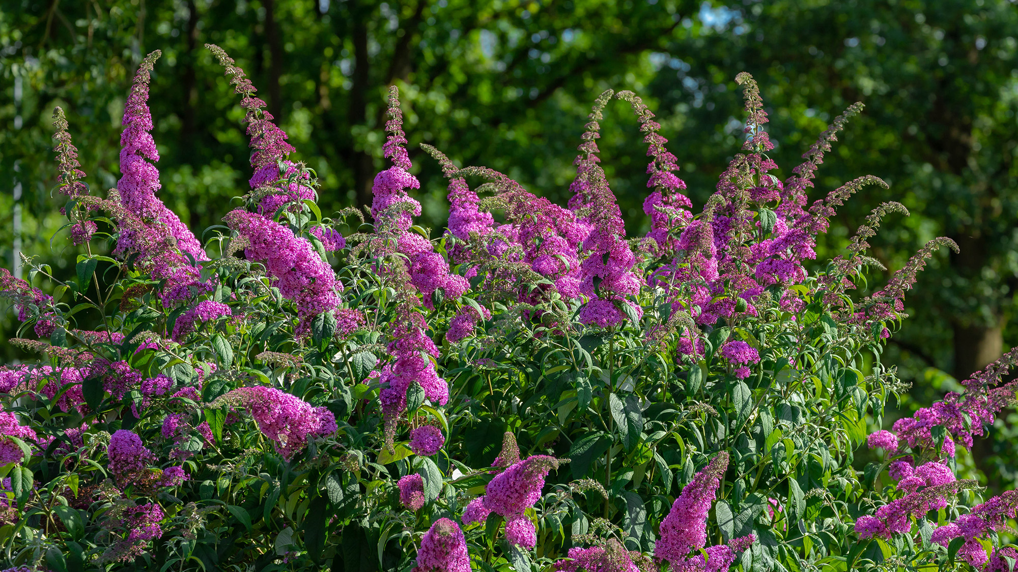 Butterfly bush