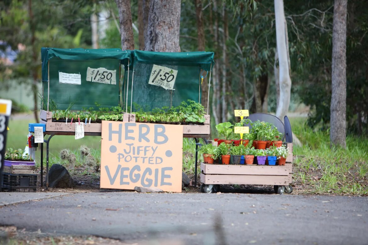 roadside stall selling potted herbs and veggies