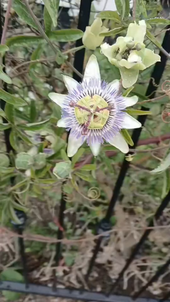 Whats this weird alien looking thing?