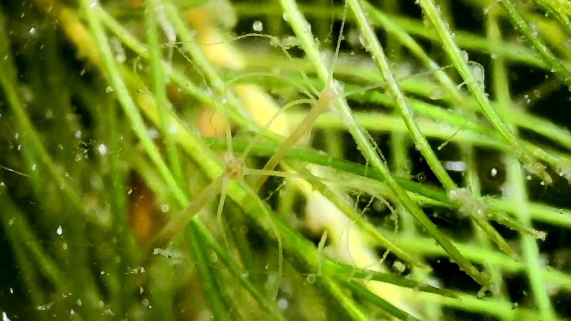 First-ever hydra find! (bonus at end: hydra catches daphnia)