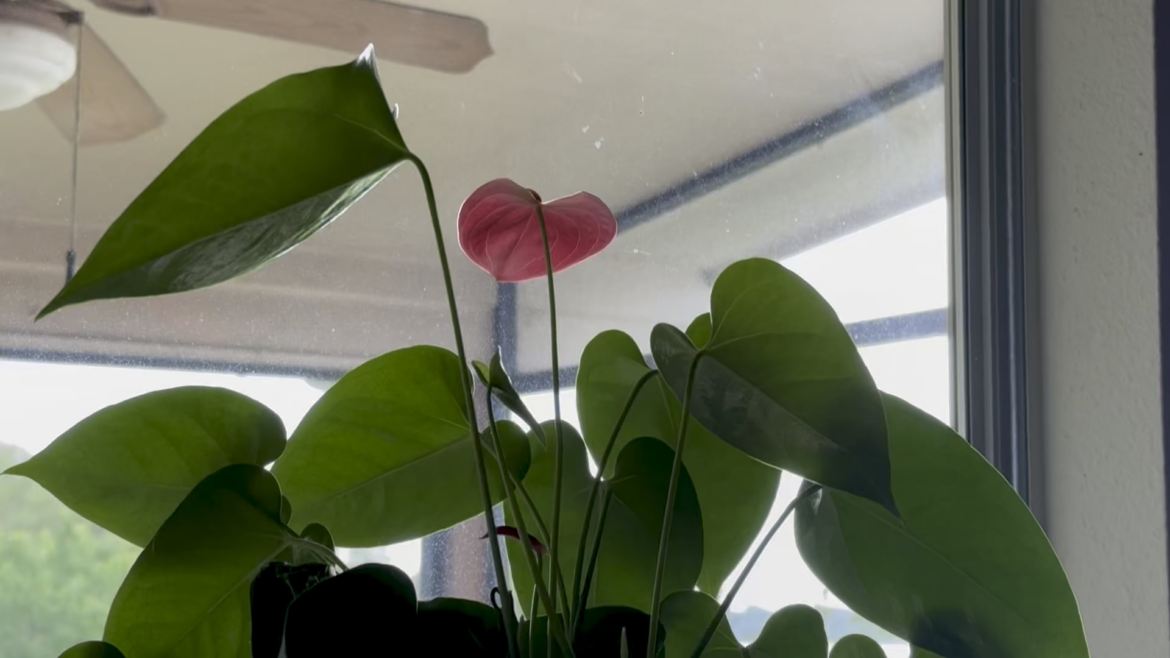 Jungle Val and anthurium, 2 years and thriving.